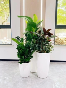 超实用奉化绿化修剪方案，城市颜值up！